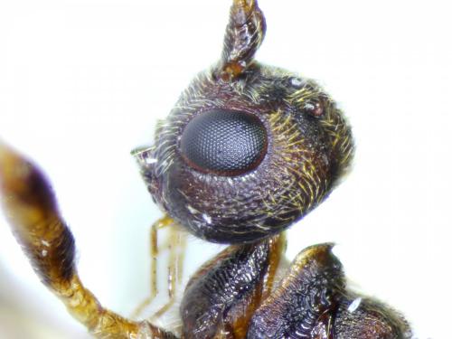 Réf. 226 924 : Wachsmannia spathiiformis